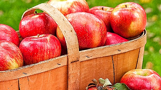 A basket of red apples on a green lawn.